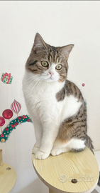 Gattino scottish straight