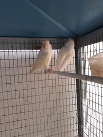 Inseparabile Femmina