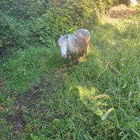 Pony farabella