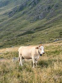 Vacca mucca