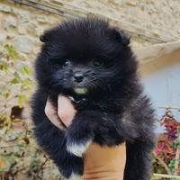 Cucciolo di Spitz della Pomerania