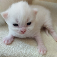 Gattina di razza ANGORA TURCO