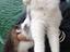Immagine 2