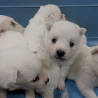Cuccioli. Volpini italiani
