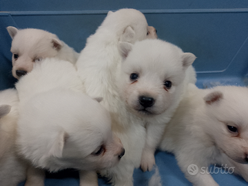 Cuccioli. Volpini italiani
