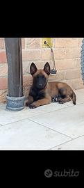 Pastore Belga malinois