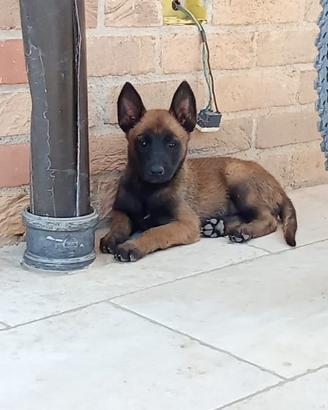 Pastore Belga malinois