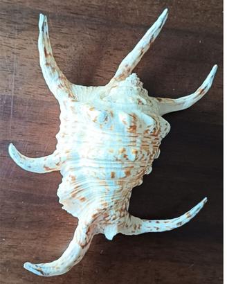 Conchiglia Lambis dei mari tropicali da collezione