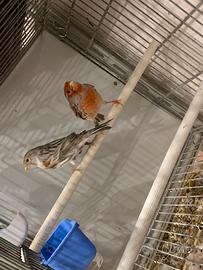 Canarini coppia Agata Mosaico R