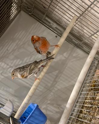 Canarini coppia Agata Mosaico R