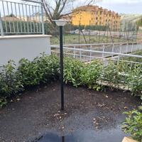 siepe Viburno Lucido per giardino