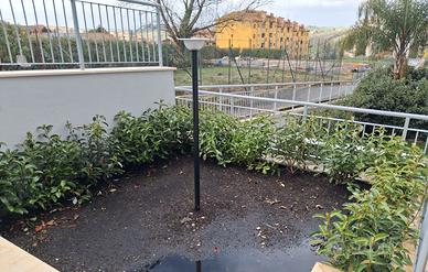 siepe Viburno Lucido per giardino