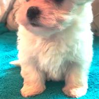 Cuccioli maltese