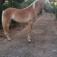 Puledro Haflinger
