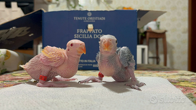 Pulli di parrocchetti dal collare