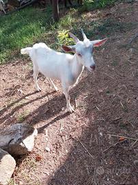 Capra pecore