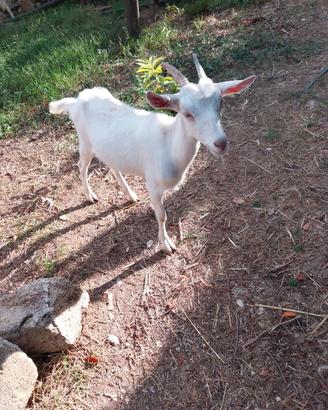 Capra pecore