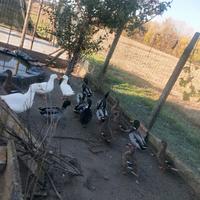 Germani Reali maschi e femmine