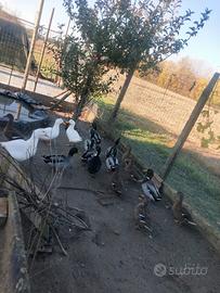 Germani Reali maschi e femmine