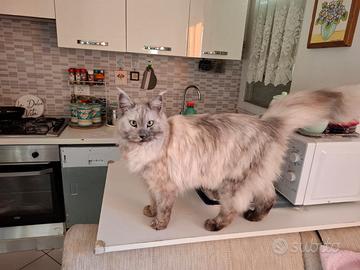 Cuccioli Maine Coon