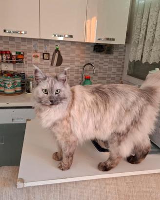 Cuccioli Maine Coon