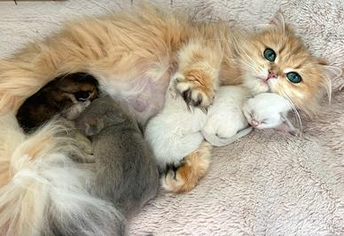 Cuccioli British con pedigree