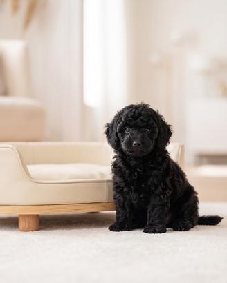 Barboncino nano nero maschio - pedigree ENCI
