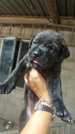 Cuccioli di cane corso