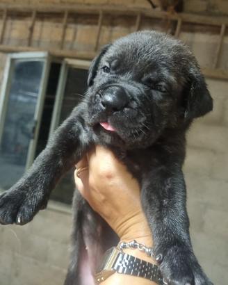 Cuccioli di cane corso