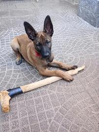 Cucciolo di pastore belga (Malinois)