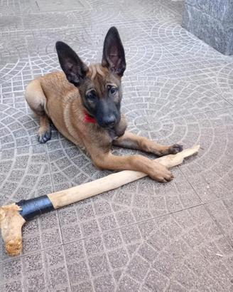 Cucciolo di pastore belga (Malinois)