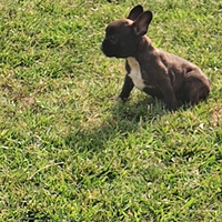 Bulldog francese
