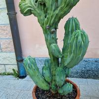 Myrtillocactus Geometrizans Crestata