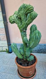 Myrtillocactus Geometrizans Crestata