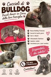 Bulldog francese