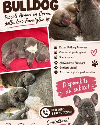 Bulldog francese