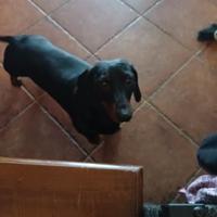 Cuccioli bassotto