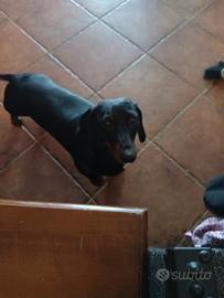 Cuccioli bassotto