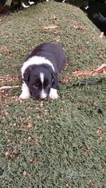 Border collie
