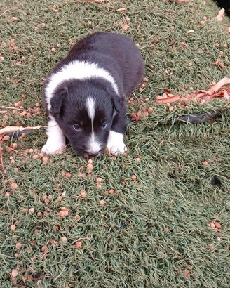 Border collie
