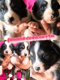 australian shepherd