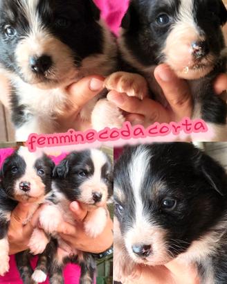 australian shepherd