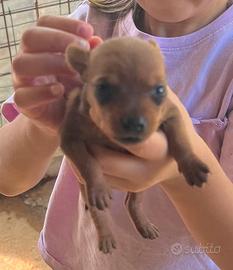 Pinscher
