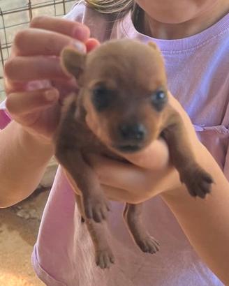 Pinscher