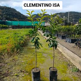 clementino Isa su arancio amaro