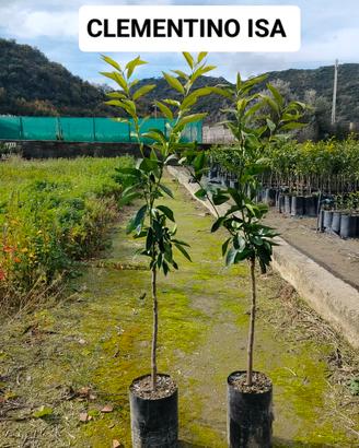 clementino Isa su arancio amaro