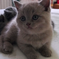 Cuccioli British Shorthair/Scottish Straight