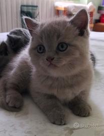 Cuccioli British Shorthair/Scottish Straight