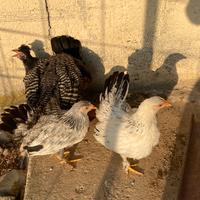 Galline nane da cova
