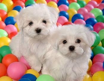 Maltesi cuccioli